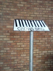 crows sing, Marion Council